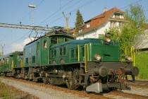 Krokodil in Steckborn